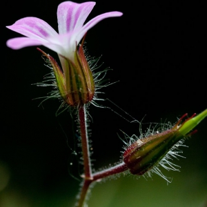 farben_der_natur-007